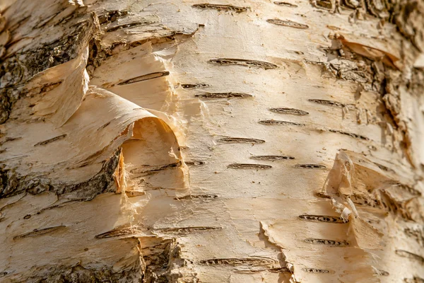 Pale birch bark peels in thin layers around small dark horizontal markings.