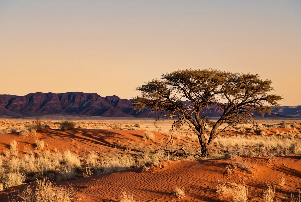 Red sand dunes and a single wide camel thorn tree at golden hour.